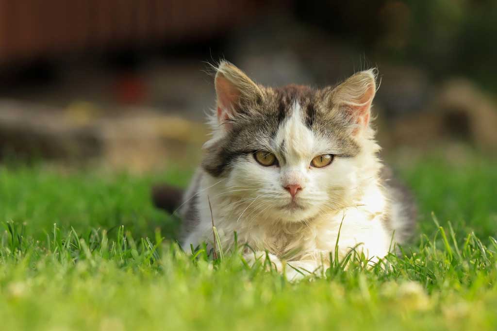 Evde Kedi veya Köpek Beslemenin Psikolojik Faydaları